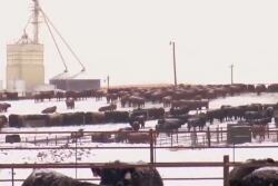 Feedlot Snow Winter