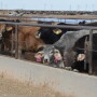 BT_Mexican_Feedlot_Cattle