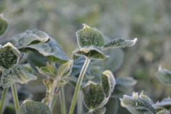 dicamba damage in illinois