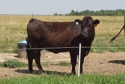  

This cow is a typical 4 hair score. This picture was taken in late May.
