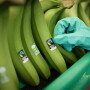 New research has found increasing recognition of the Fairtrade America label, according to the organization.