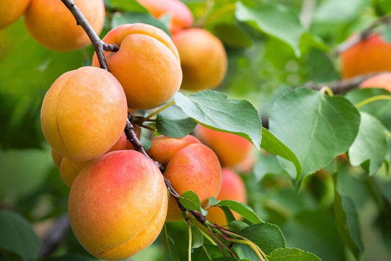 Apricots on a tree branch