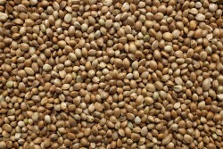 Hemp seed
