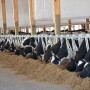 DT_Dairy_Cows_Barn_Feed