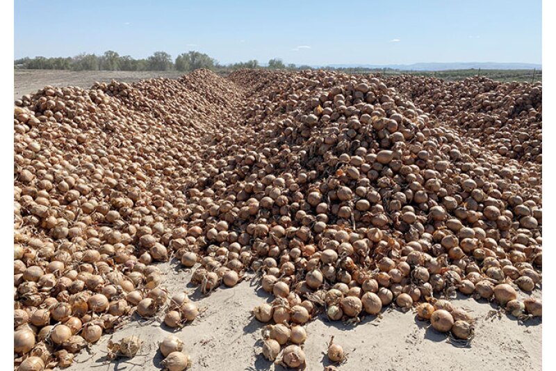 Many growers have found themselves with huge volumes of onions on hand with few ways to move them after the sudden loss of foodservice business due to COVID-19-related restrictions.