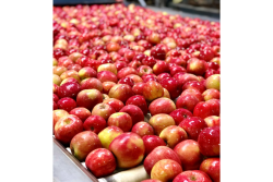 fuji apples