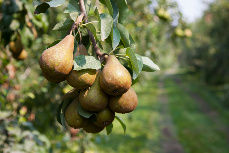 Bosc pears