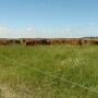UNL Mob Grazing