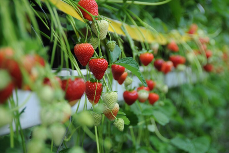 Bayer strawberries