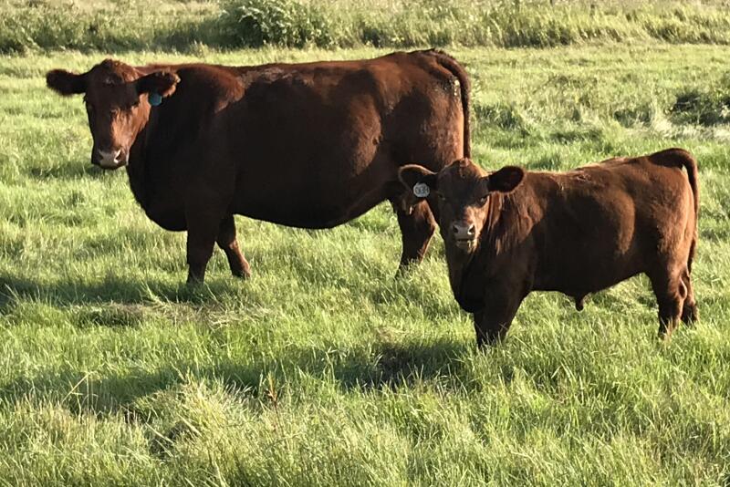 NDSU cow