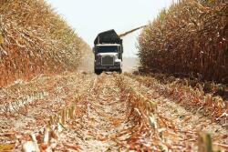 Chopping Silage
