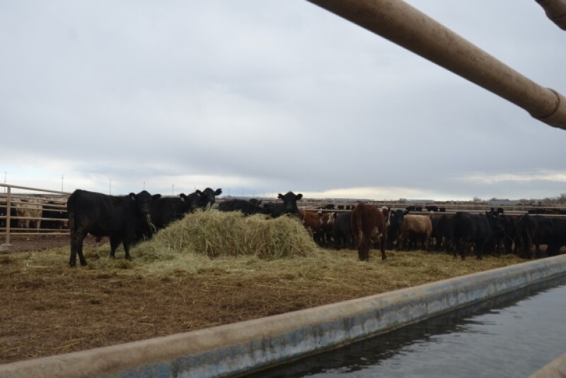 BT_Feedlot_Backgrounding_Cattle