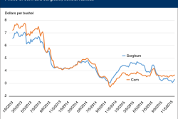 fri-sorghum-n-corn-mted