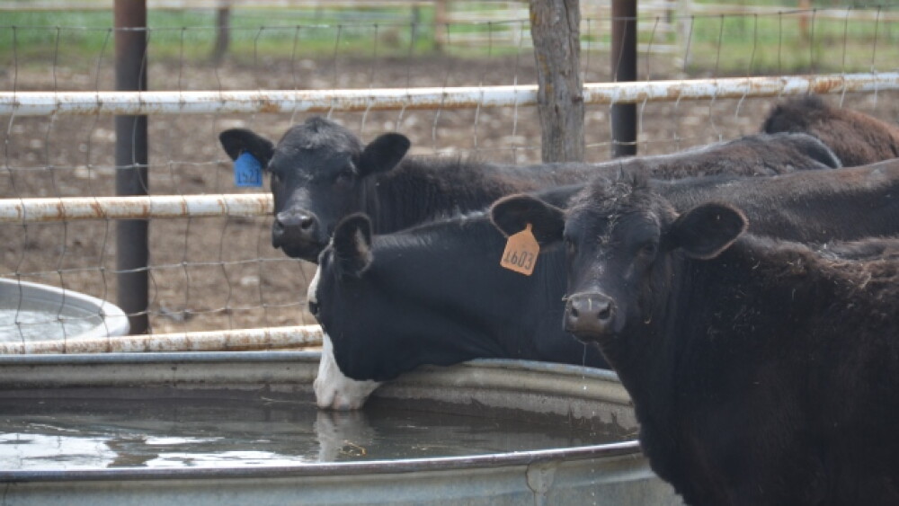 BT_Cattle_Water_Tank