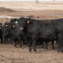 Feedlot