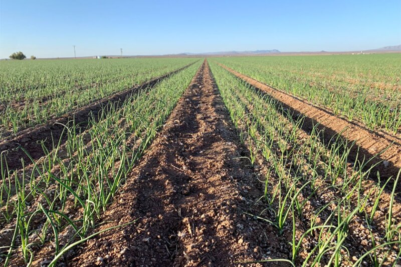  New Mexico onion field