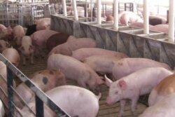 Soaring prices have reduced Chinese consumers' ability to buy pork.
