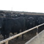 BT_Feeder_Cattle