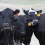 Producers considering the use of this synchronization tool should remember that a number of factors affect pregnancy rate including cow body condition score, plane of nutrition, cattle health, and bull fertility.