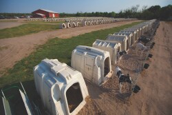 When consumers think about dairy farming, among their greatest concerns are the calves. That can be a good thing, because U.S. dairy farmers have a great story to tell about the attention to health, nutrition, and individual care they give their calves. But it also may require some flexing of rearing practices, according to bovine veterinarian and social media influencer Marissa Hake. 
