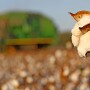 COTTON-BOLL
