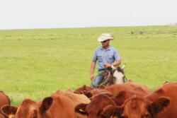 BT_Cowboy_Cows
