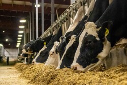 Holstein dairy cows