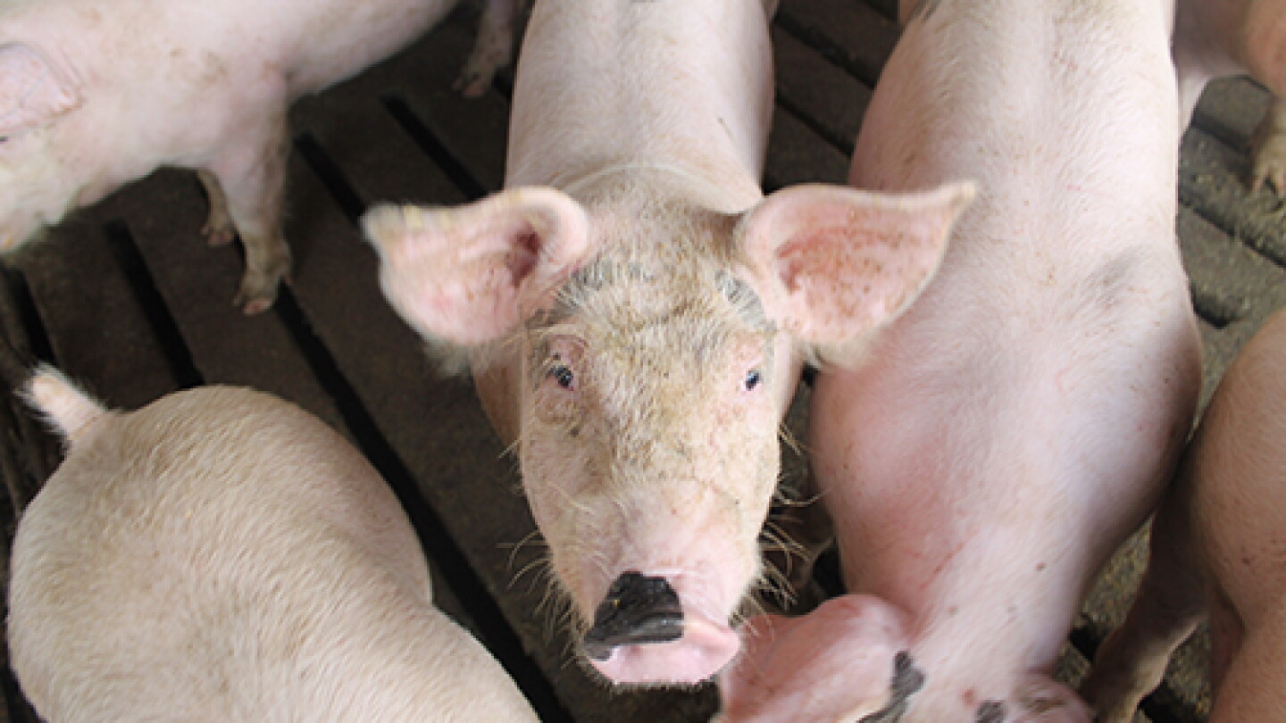 Weaner Pig Breakeven at $64.27, Up $3.23 From Last Week - Pork Business