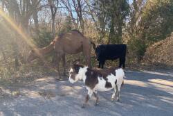 Camel, calf and donkey roaming free.