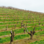 Fire blight in orchard