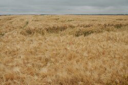 Each 6-pack will buy six feet of organic farmland.