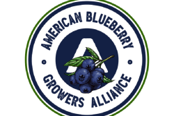 American Blueberry