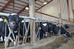 DT_Dairy_Cows