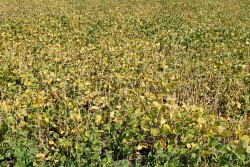 Drought-stress