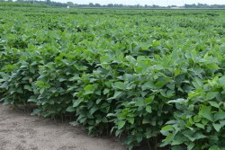 Soybeans
