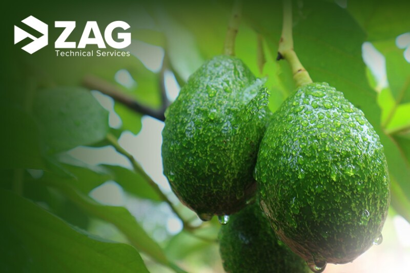 zag-avos.jpg