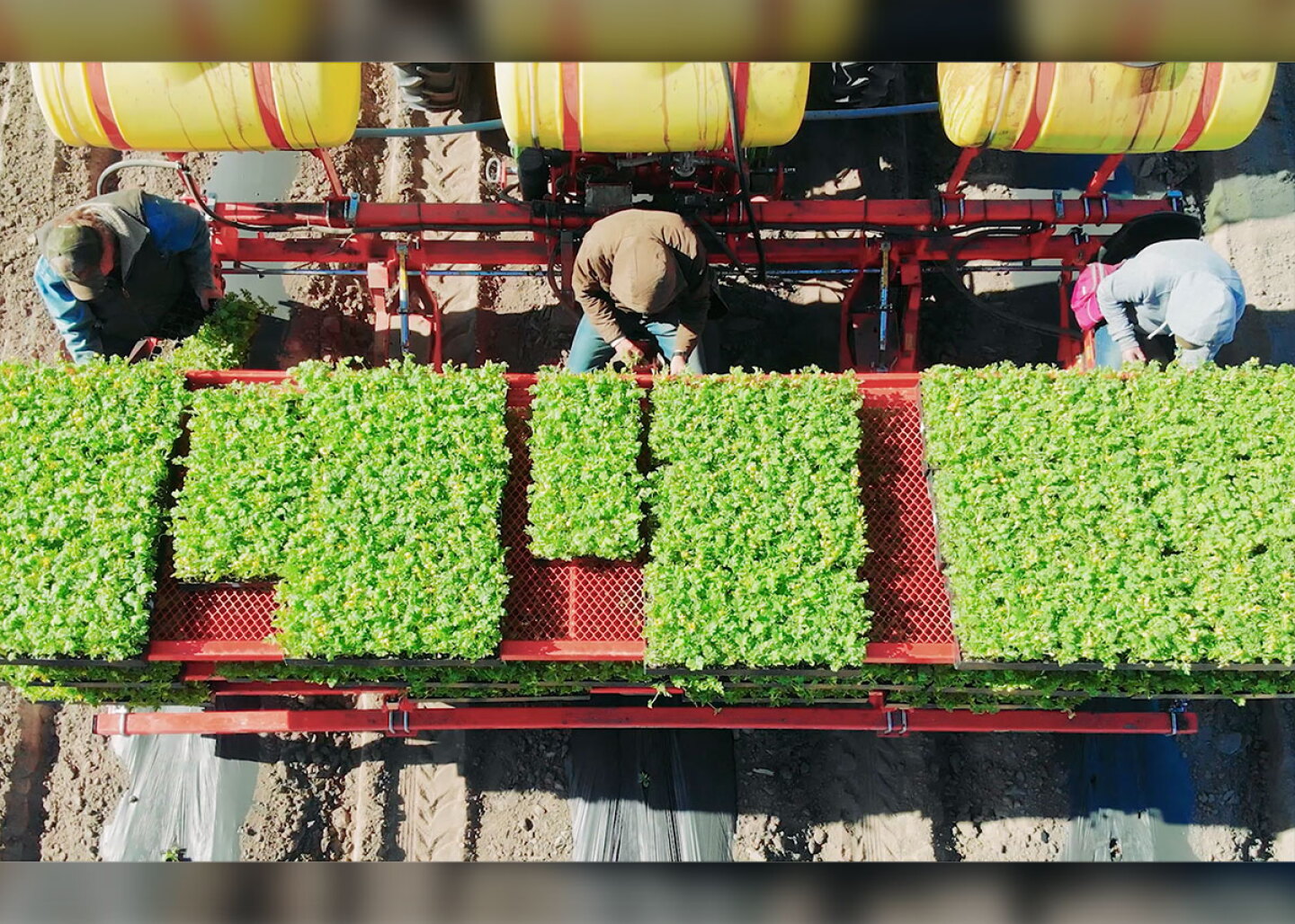 Packer Labour Much work remains to solve ag labor issues - The Packer