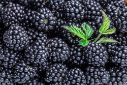 Blackberries