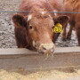 Muddy feedlot conditions common in 2019 lead to poor animal performance, some health issues, and increased odors as temperatures warm.