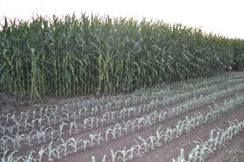 As ethanol demand declines, farmers are questioning what's the outlook on growing corn with less demand. John Phipps answers in Customer Support. 