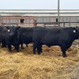 Bulls
