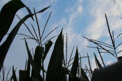2014-Crop-Tour-Ohio-Corn-Tassel