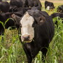 Cow grazing