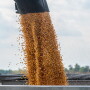 In Mexico, corn is much more than a food crop—it's a key part of the country's heritage, culture and traditions. Mexico argues glyphosate and GMOs are dangerous to human health, and seeks alternative practices.