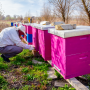 beehive, orchard, pollination, bee