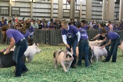 Fairs are looking quite a bit different this year with many going virtual or being held with very few spectators. Unfortunately, that doesn’t mean we can take a break from the threat of activism. 