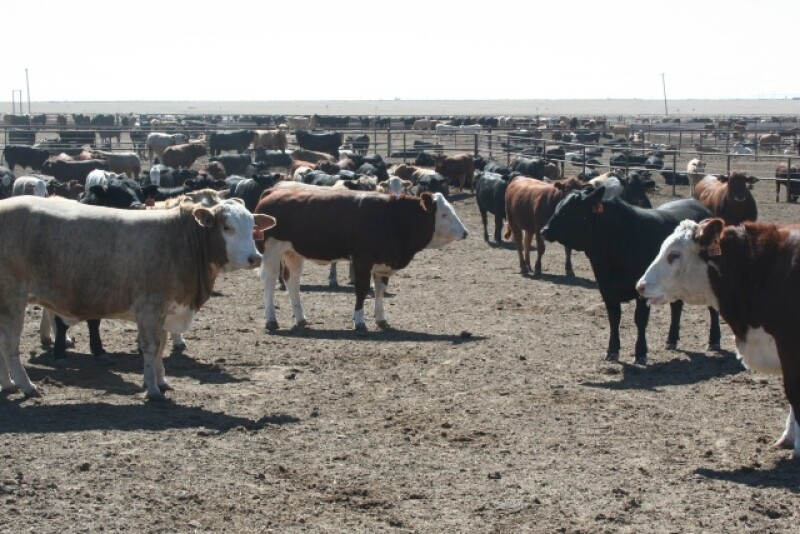 Feedlot_Cattle