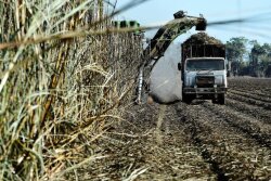 Sugar Cane Harvest