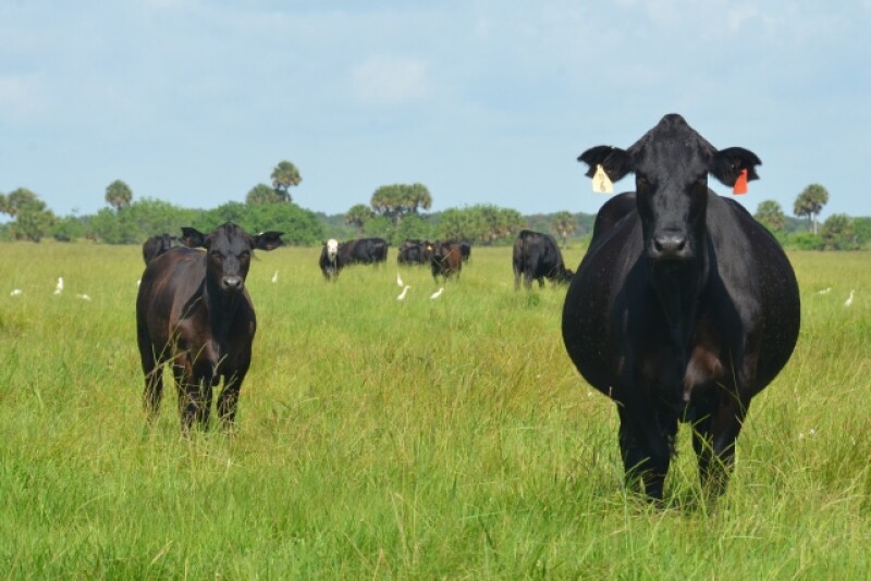 BT_Florida_Cow_Calf
