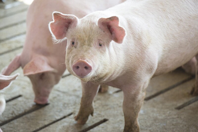 Cash traded weaner pig volume was above average this week, as cash prices were $31.92, down $0.72 from a week ago. 